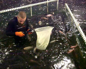 fish harvesting