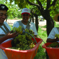 grape pickers