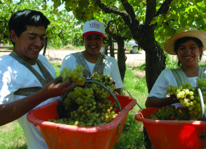 grape pickers