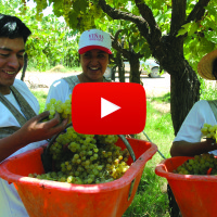 grape pickers with video symbol