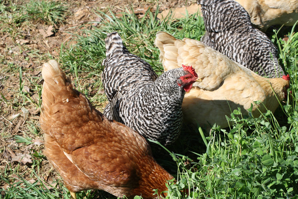 Everlaughter Farm