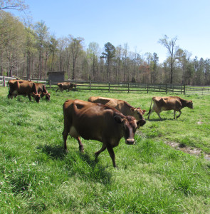 cows