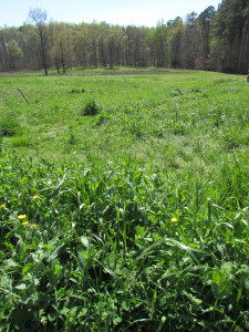 grasses
