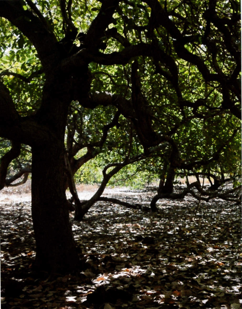 cashew trees