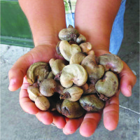 hands with cashews