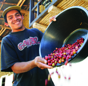 man with coffee cherries