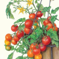 tomato drawing