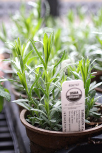 tarragon