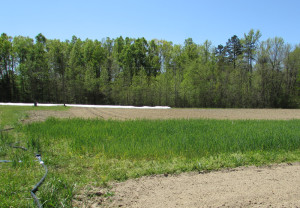 cover crop