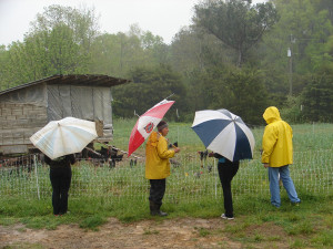 people in field with umbrellas