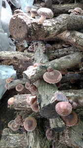 shiitakes