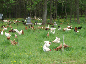 chickens