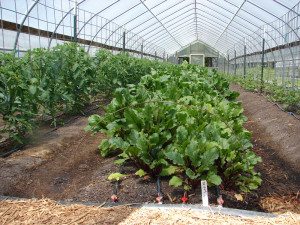 beets in the hoophouse