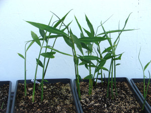 ginger plant