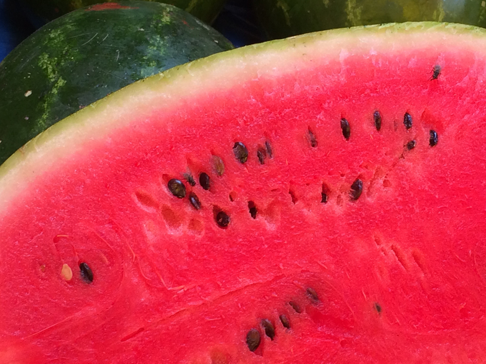 watermelon-706238