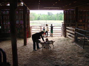 meeting baby goats