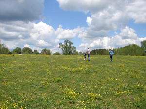 walking across the pasture