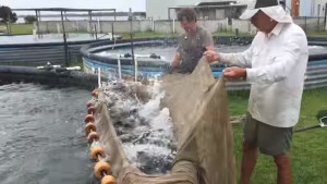 locals-seafood-pamlico-facility-striped-bass-harvest-from-web