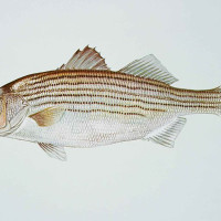 striped bass