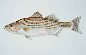 striped bass