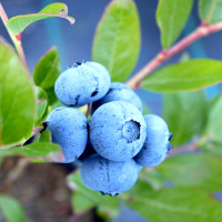 blueberries on bush