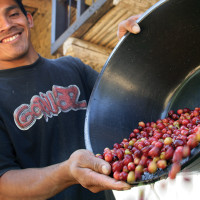 coffee cherries with farmer