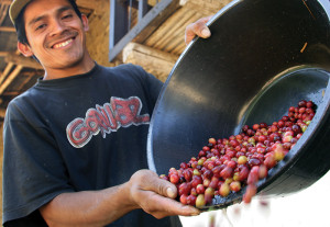 coffee cherries with farmer