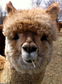 alpaca