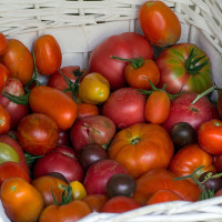 tomatoes in basket