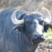 water buffalo