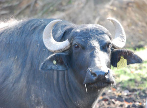water buffalo
