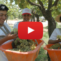 grape pickers with video icon