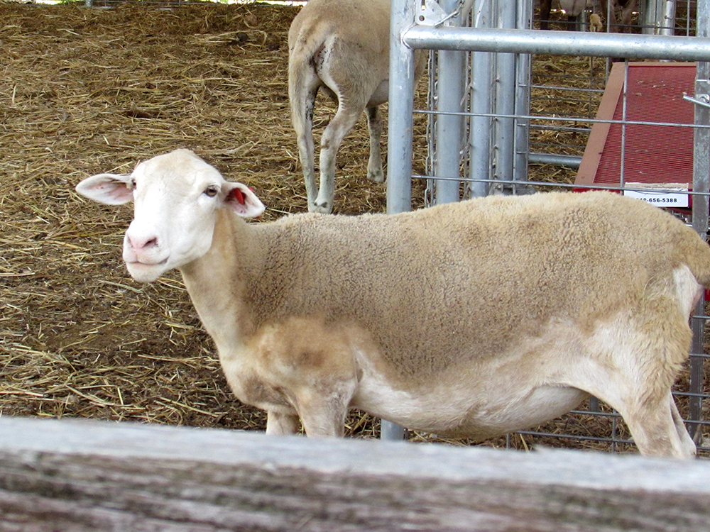 A lamb that's ready to leave the farm