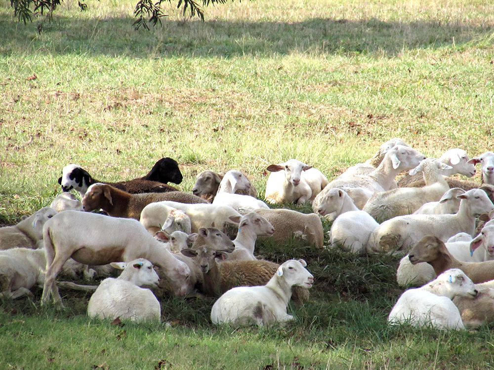 Lambs resting in the shade