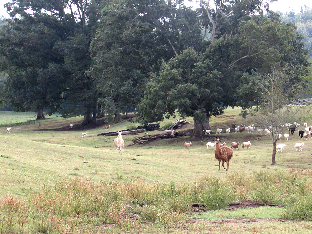 Llamas in the herd of cattle and sheep