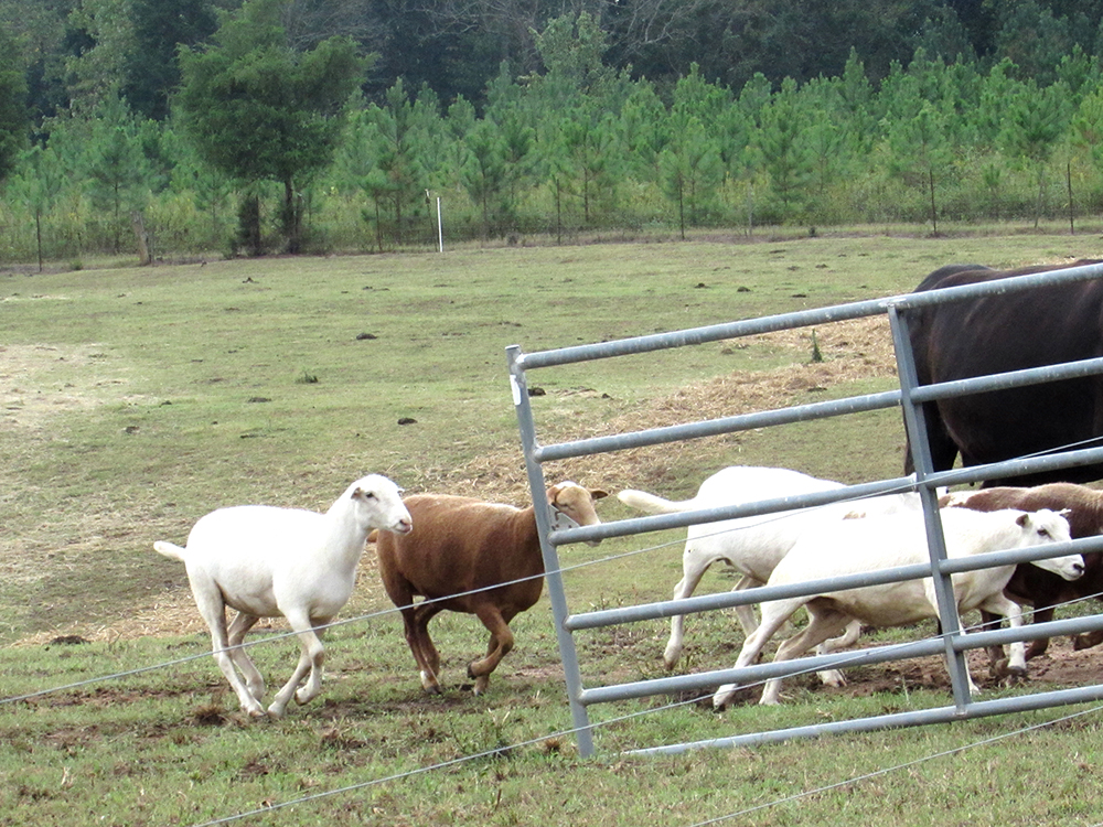 The animals run to the new pasture