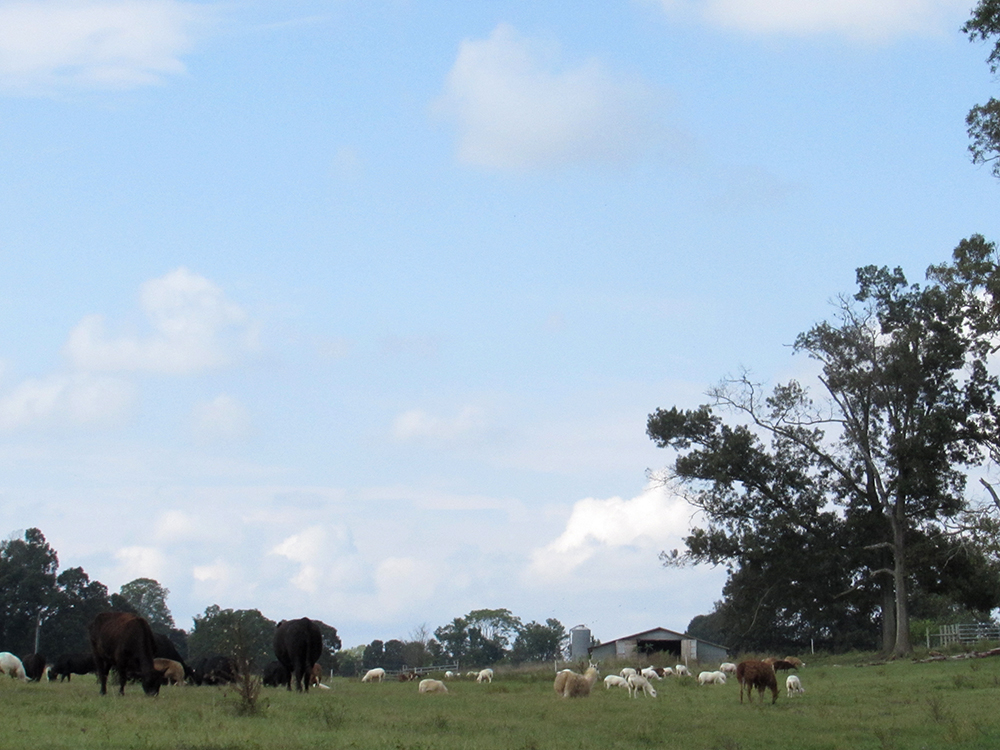 Grazing on the new pasture