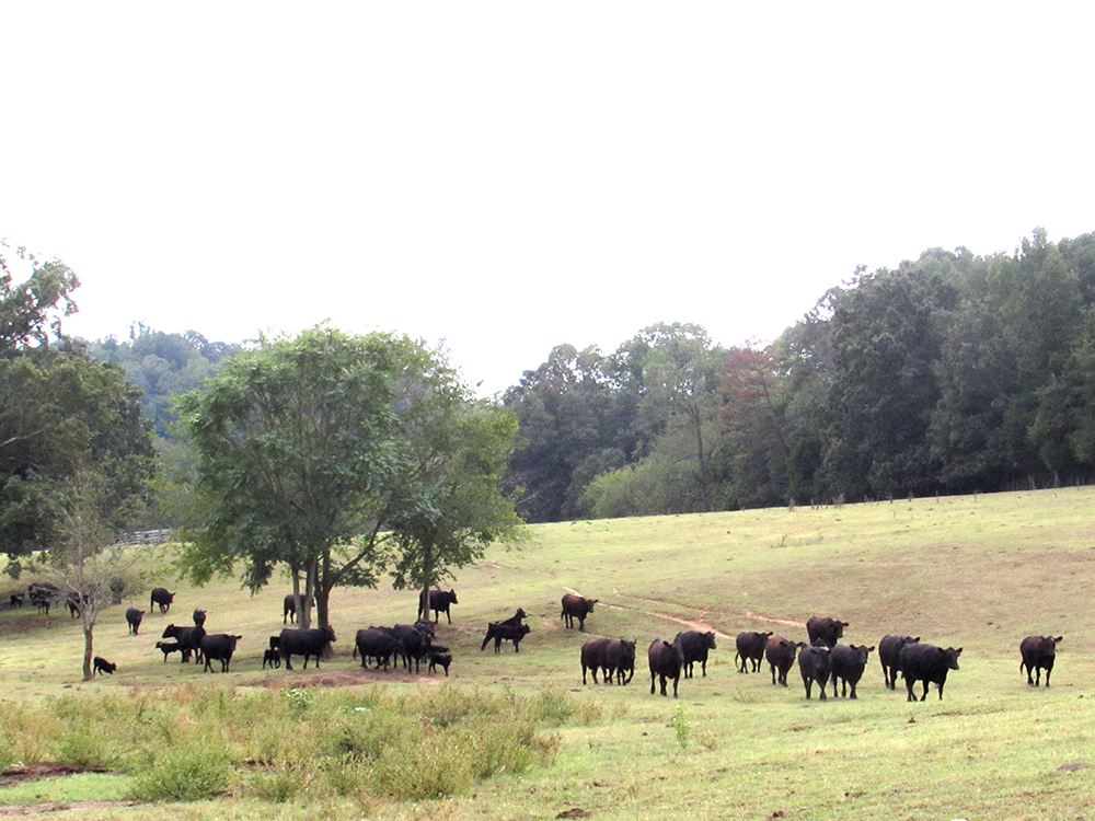 The animals leaving the old pasture