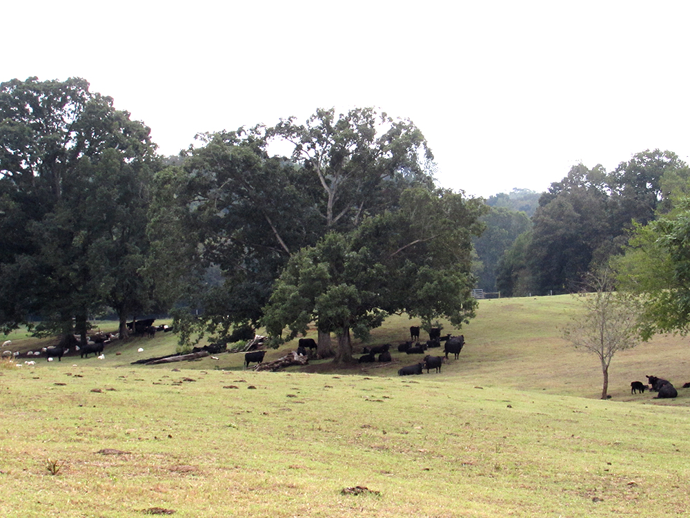 Cattle and sheep on a pasture