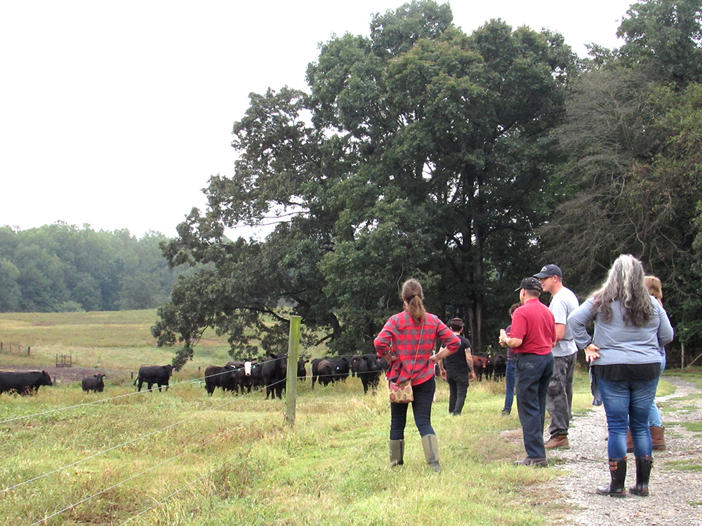 Bradley describes the pasture and the cattle