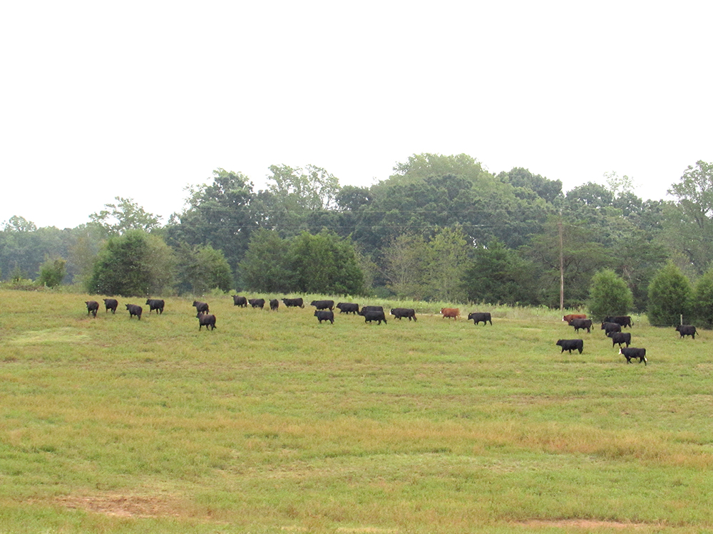 The cattle on pasture
