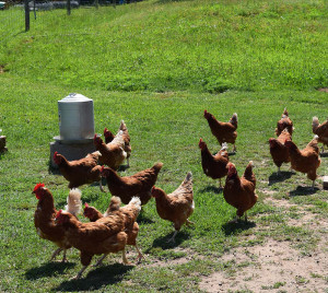 chickens on pasture