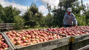 apples in bins