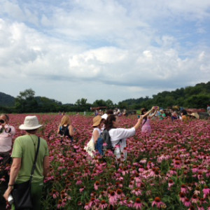 tour group in field