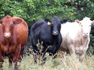 colorful steers