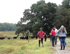 staff see the steers on the pasture