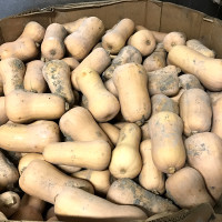 butternut squash in bin