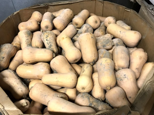 butternut squash in bin