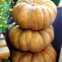 fairy tale pumpkins