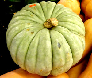 jarrahdale pumpkin